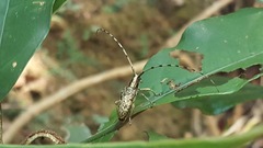 Acalolepta permutans