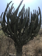 Stenocereus queretaroensis