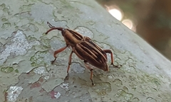 Rhabdoscelus lineaticollis