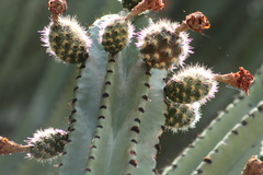 Stenocereus queretaroensis