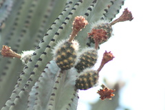 Stenocereus queretaroensis