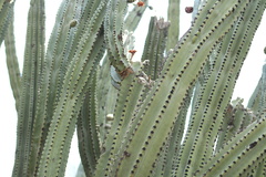 Stenocereus queretaroensis