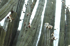 Stenocereus queretaroensis