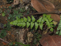 Lindsaea heterophylla