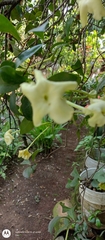 Helieae