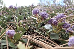Ceanothus prostratus