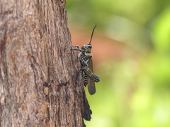 Chromacris nuptialis