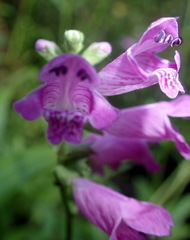 Physostegia purpurea