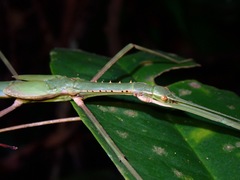 Gargantuoidea tessellata