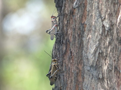 Chromacris nuptialis