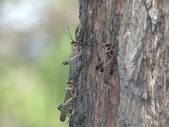 Chromacris nuptialis