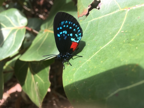 Eumaeus atala