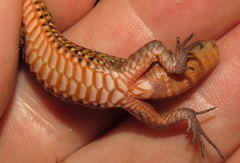 Rondonops biscutatus