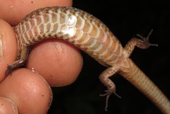 Rondonops biscutatus