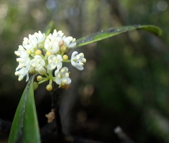 Viburnum obovatum
