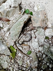 Pseudelaphe phaescens