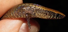 Rondonops biscutatus