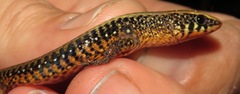Rondonops biscutatus