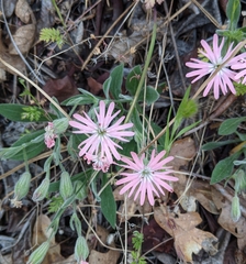 Silene hookeri