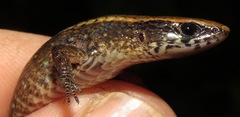 Rondonops biscutatus
