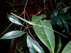 Gargantuoidea tessellata