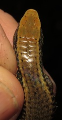 Rondonops biscutatus