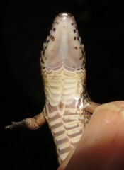 Rondonops biscutatus