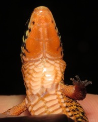Rondonops biscutatus