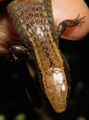 Rondonops biscutatus