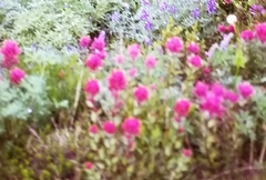 Castilleja parviflora