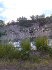 Austroderia richardii