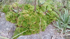 Selaginella pilifera
