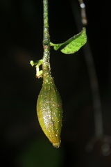 Lintersemina chucuriensis