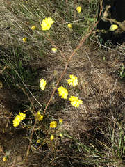 Hemizonia congesta lutescens