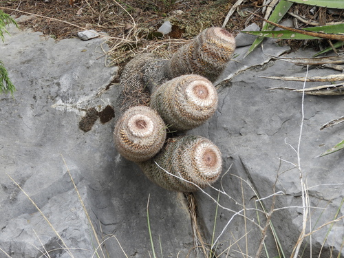 Mammillaria chionocephala