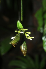 Lintersemina chucuriensis
