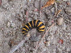 Tyria jacobaeae