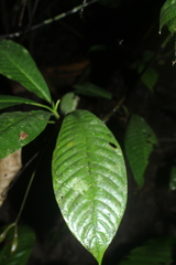 Lintersemina chucuriensis
