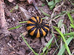 Tyria jacobaeae