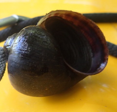Pomacea paludosa