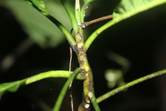 Lintersemina chucuriensis