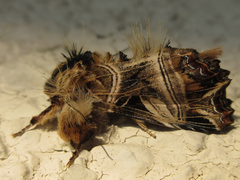 Callopistria repleta