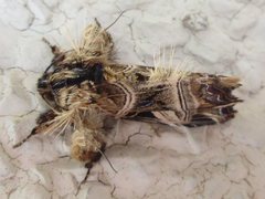 Callopistria repleta