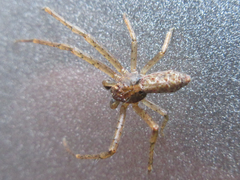 Araneae