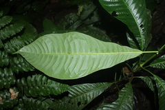 Lintersemina chucuriensis
