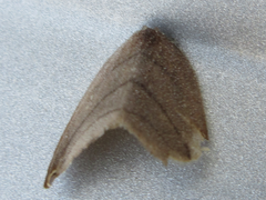 Pseudalbara parvula