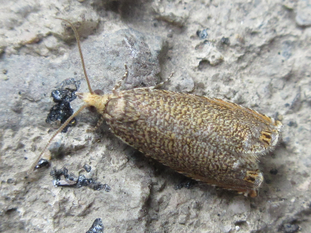 Neoanathamna pallens