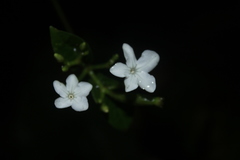 Lintersemina chucuriensis