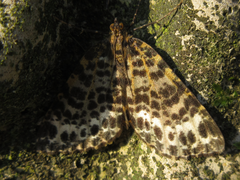 Arichanna melanaria