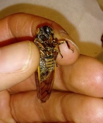 Magicicada septendecula